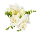 White Floral